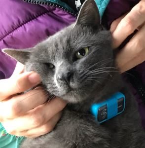 猫にGPSを付けて追跡調査!散歩の実態がわかるおすすめデータロガー