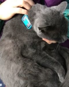 猫用GPS追跡装置「お散歩ロガー」3